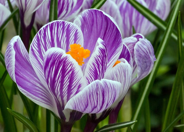 Crocus de naples