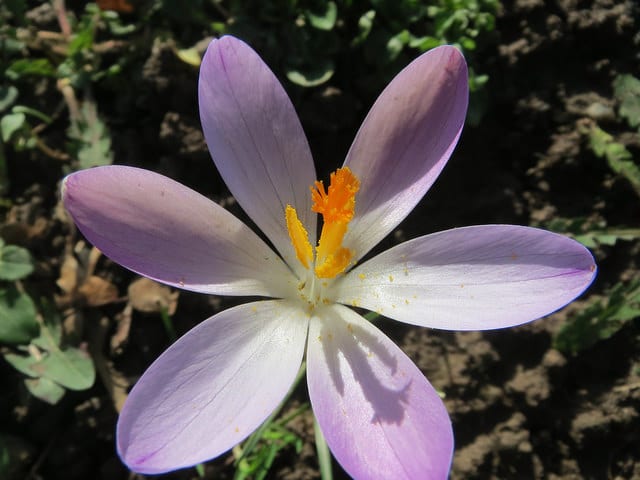 Crocus de naples
