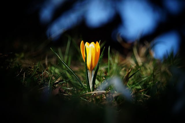 Crocus de naples