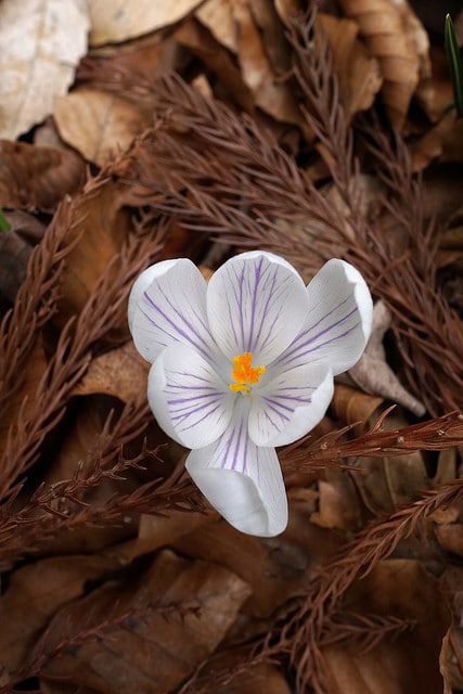 Crocus de naples