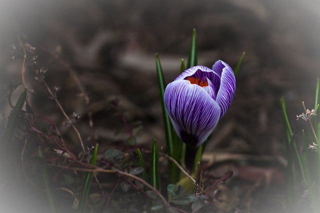 Crocus de naples