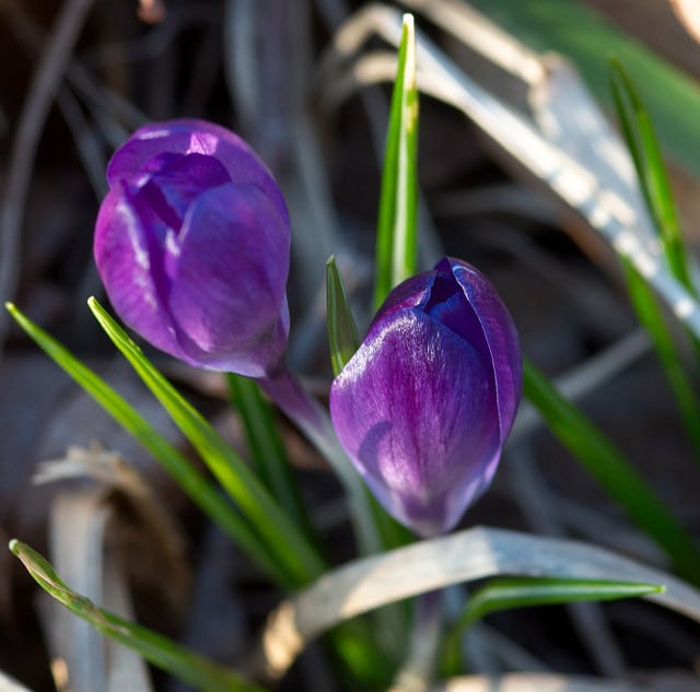 Crocus de naples (Crocus vernus)
