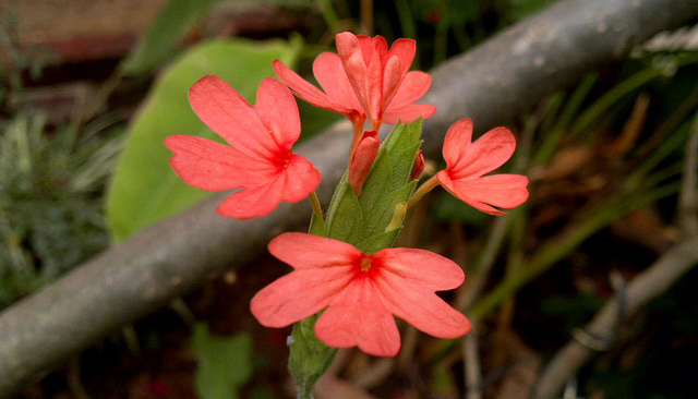 Crossandre en entonnoir (Crossandra infundibuliformis)