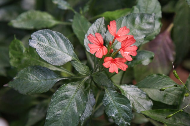 Crossandra nilotica