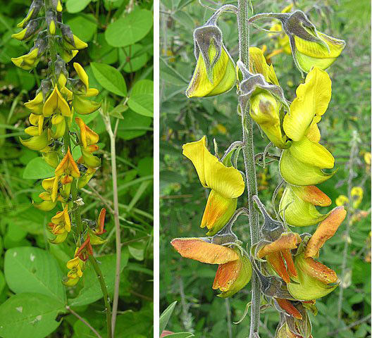 Crotalaria agatiflora