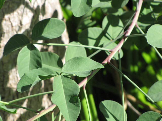 Crotalaria agatiflora