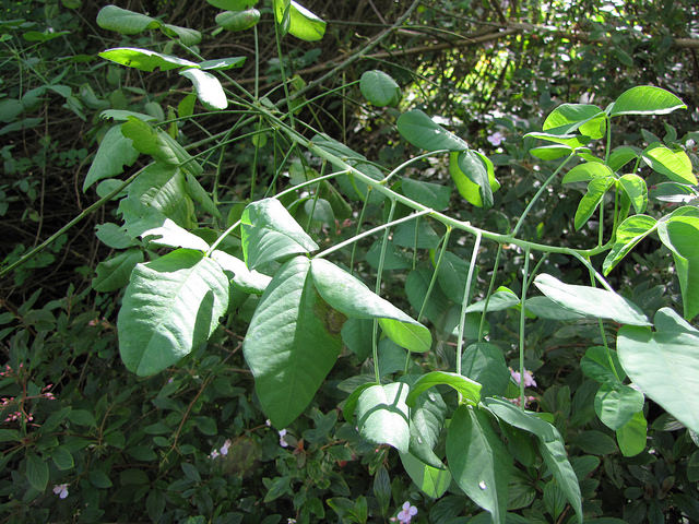 Crotalaria agatiflora