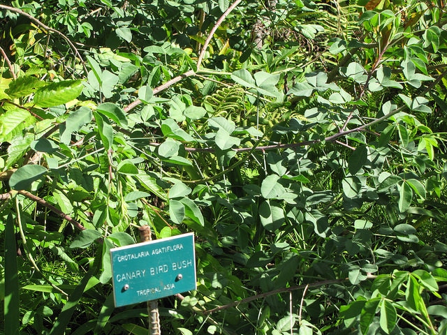 Crotalaria agatiflora