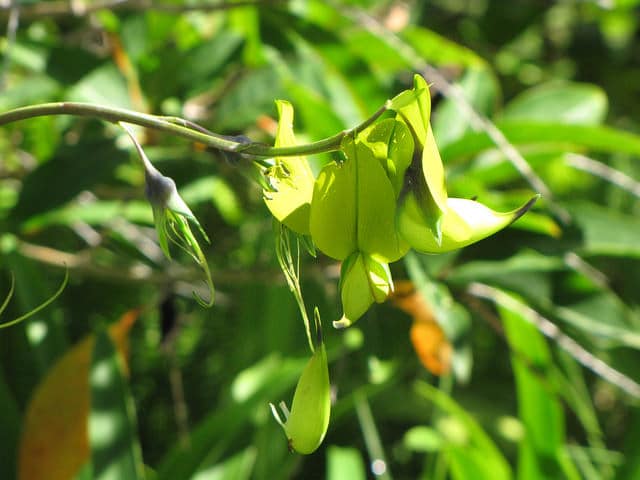 Crotalaria agatiflora