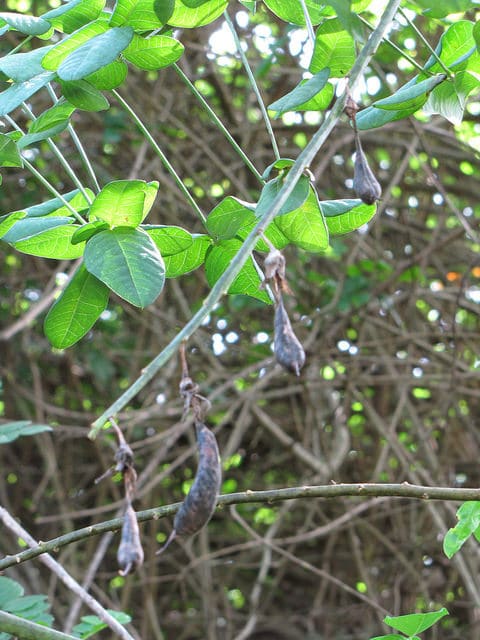 Crotalaria agatiflora