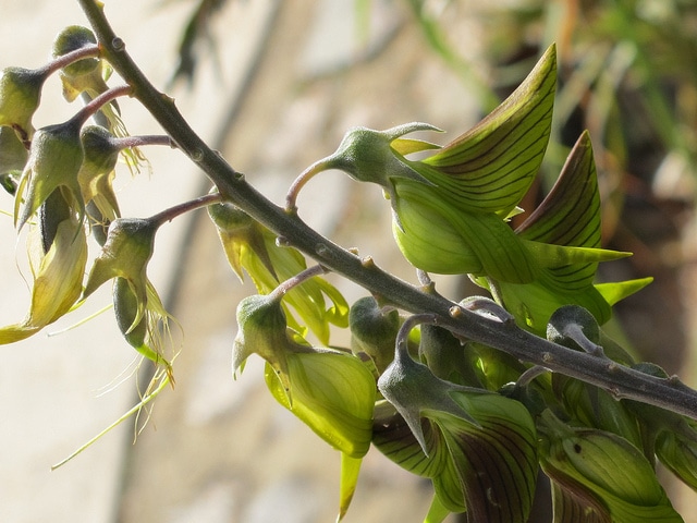 Crotalaria cunninghamii (Crotalaria cunninghamii)