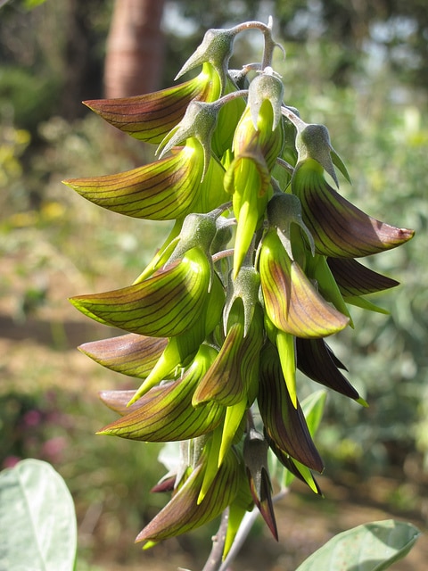 Crotalaria cunninghamii