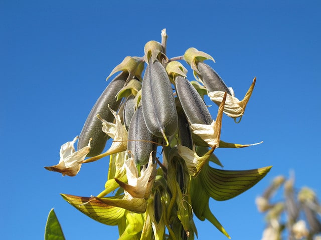 Crotalaria cunninghamii