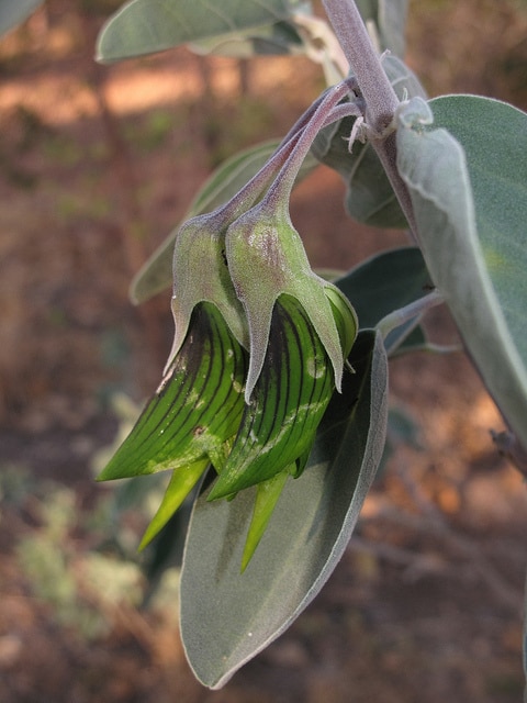 Crotalaria cunninghamii