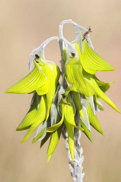 Crotalaria cunninghamii