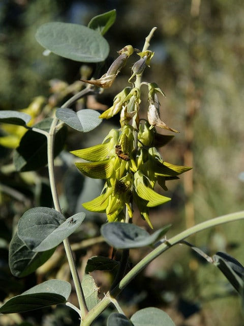 Crotalaria cunninghamii