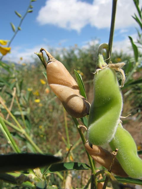 Crotalaire effilée