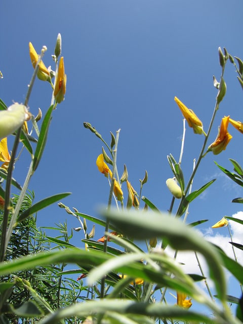 Crotalaire effilée