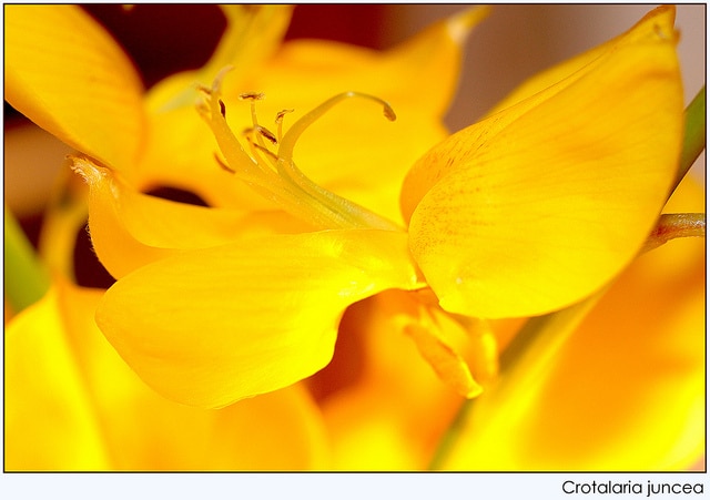 Crotalaire effilée (Crotalaria juncea)