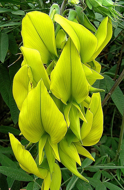 Crotalaria laburnifolia
