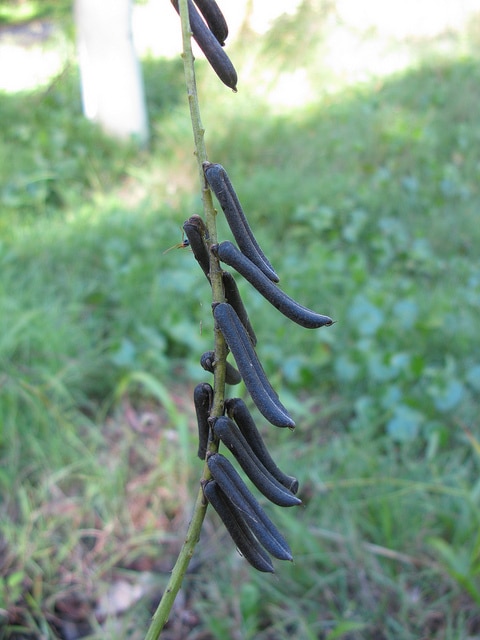 Crotalaria lanceolata