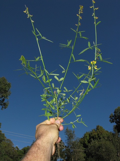 Crotalaria lanceolata
