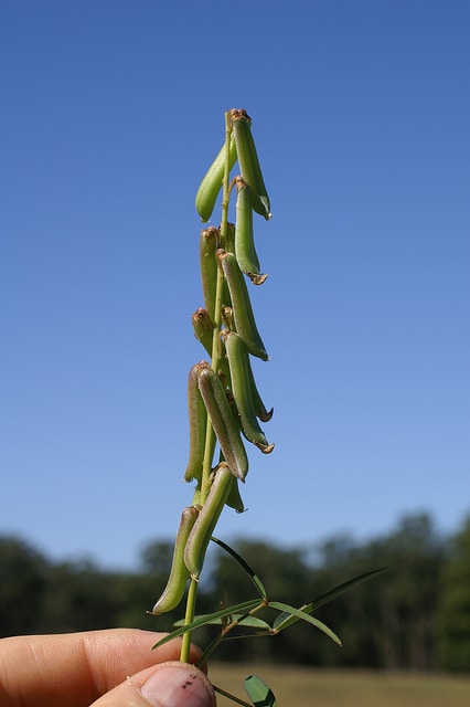 Crotalaria lanceolata