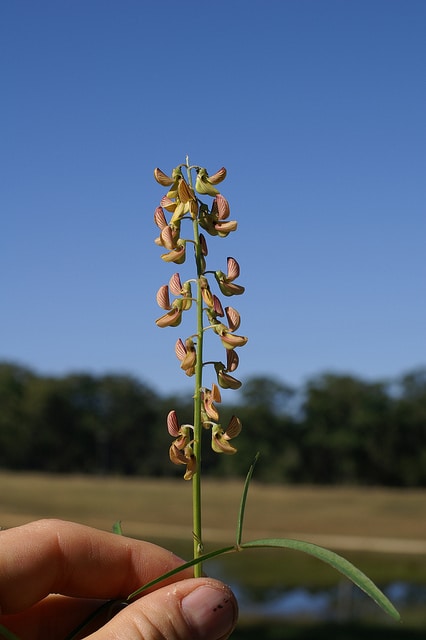 Crotalaria lanceolata