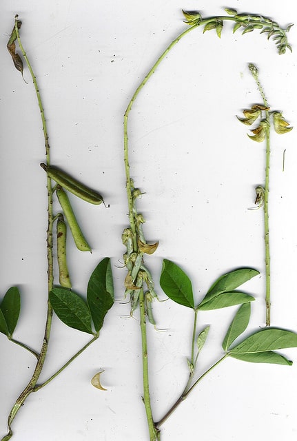 Crotalaria pallida