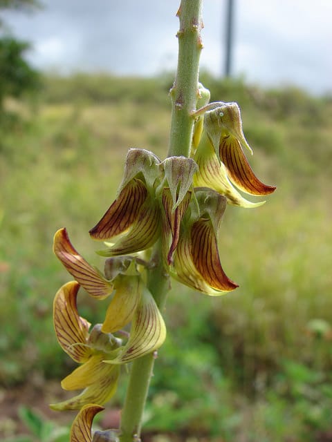 Crotalaria pallida