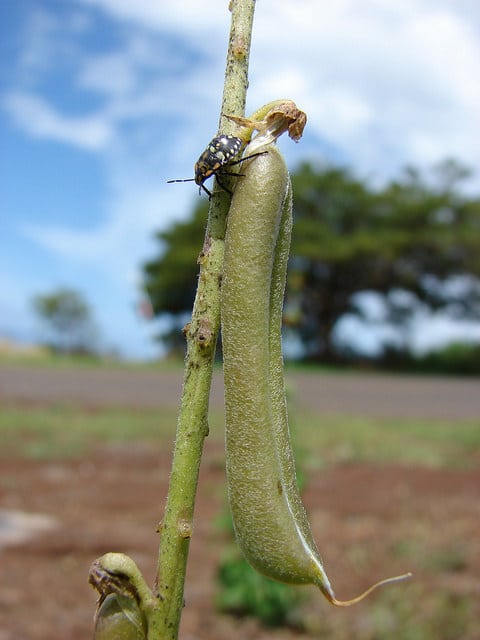 Crotalaria pallida