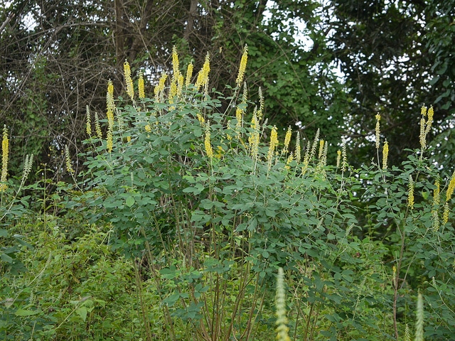 Crotalaria pallida (Crotalaria pallida)