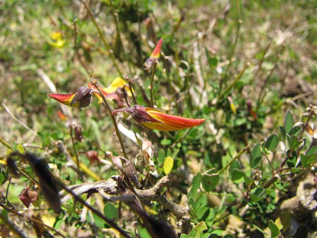 Crotalaria pumila