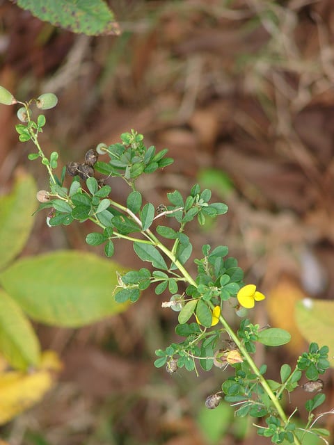 Crotalaria pumila
