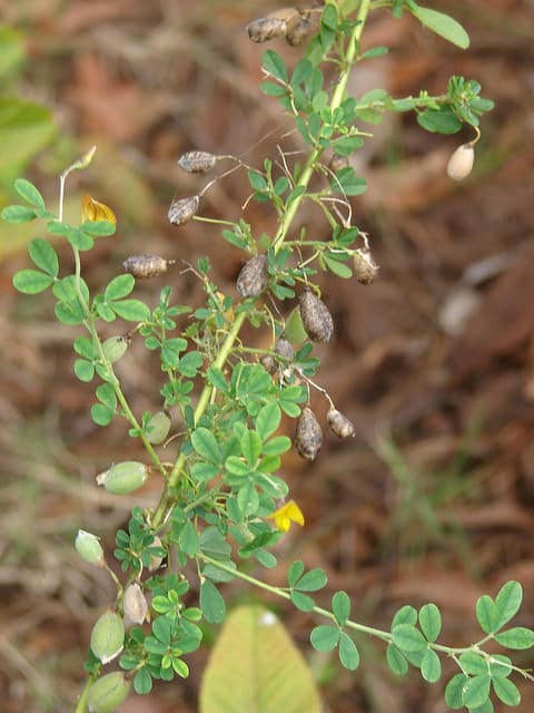Crotalaria pumila