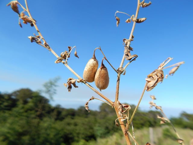 Crotalaria pumila