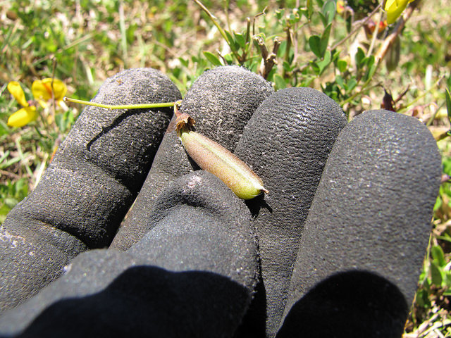 Crotalaria pumila