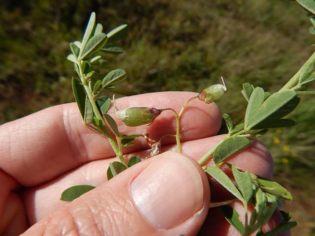 Crotalaria pumila