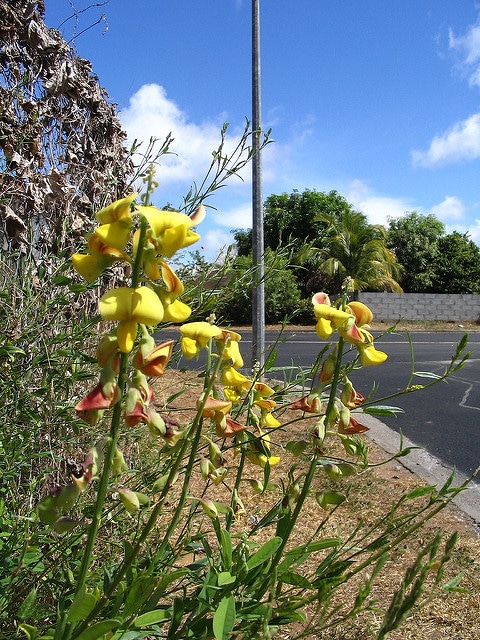 Crotalaria retusa