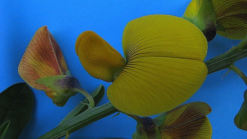 Crotalaria retusa