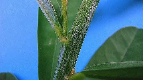 Crotalaria retusa