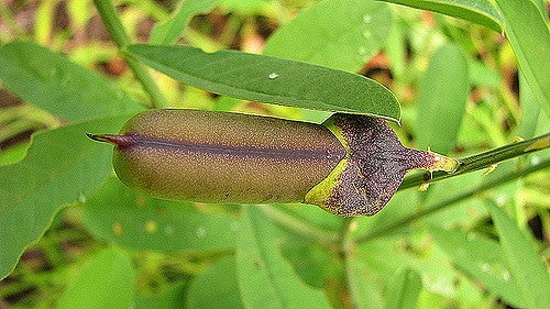 Crotalaria retusa