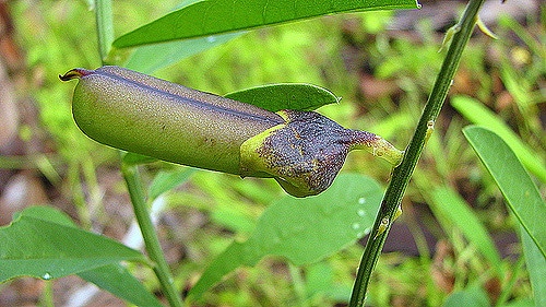 Crotalaria retusa