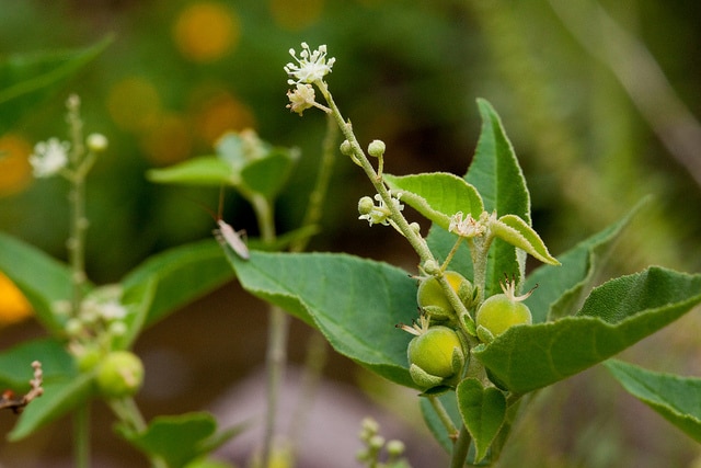 Croton fruticulosus