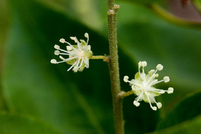 Croton fruticulosus