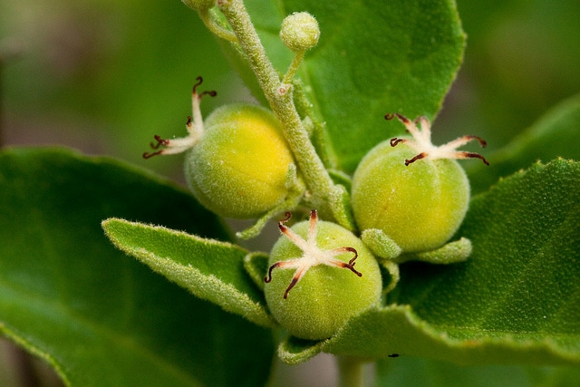 Croton fruticulosus