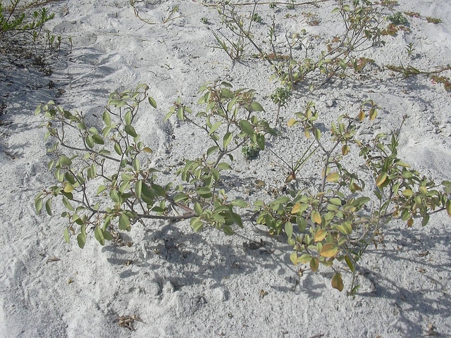 Croton punctatus (Croton punctatus)