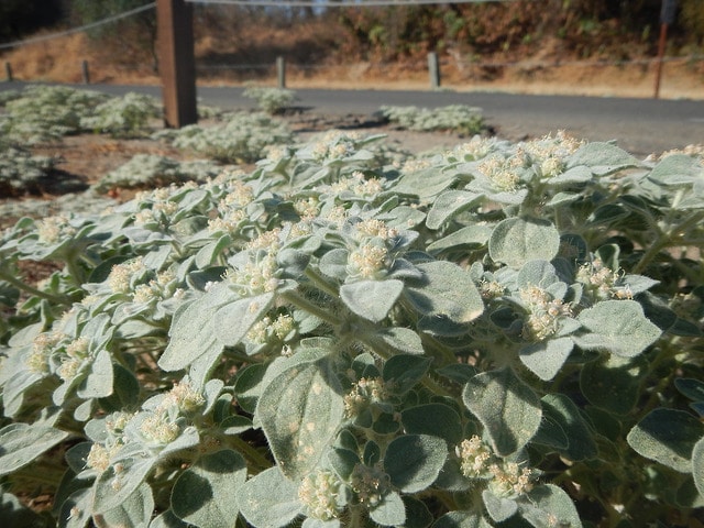 Croton setigerus