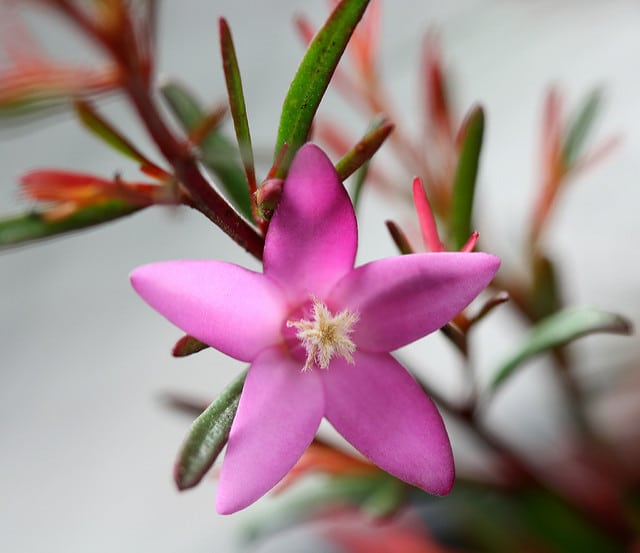 Crowea exalata