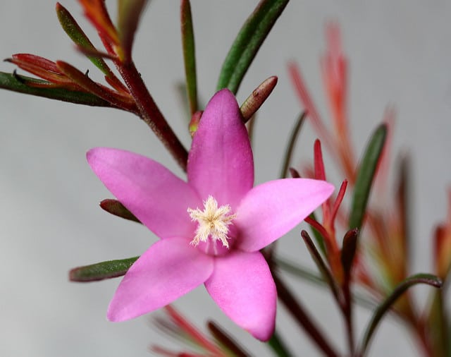 Crowea exalata